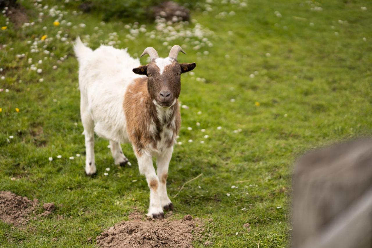Ferienhof Homann Sauerland Brilon Exteriör bild