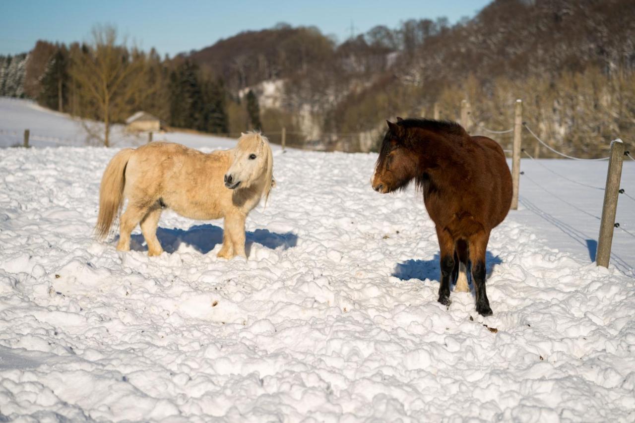 Ferienhof Homann Sauerland Brilon Exteriör bild