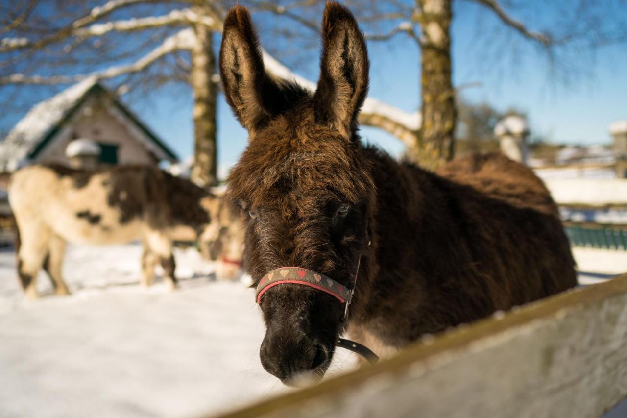 Ferienhof Homann Sauerland Brilon Exteriör bild